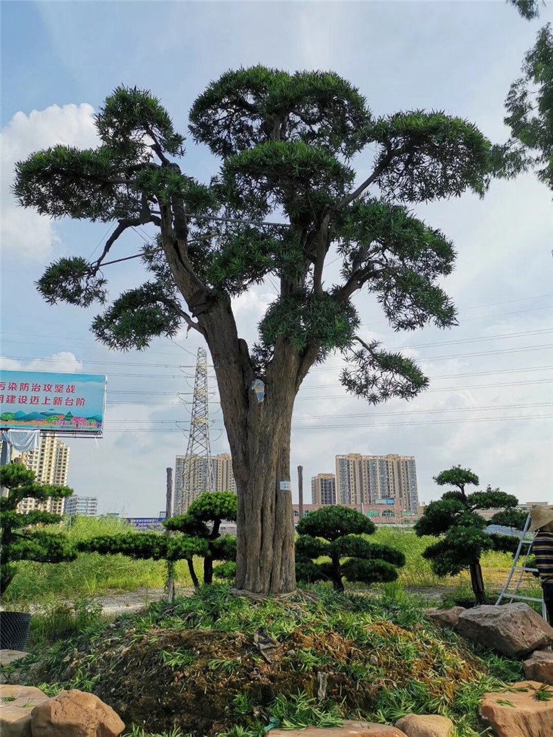 造型景觀樹